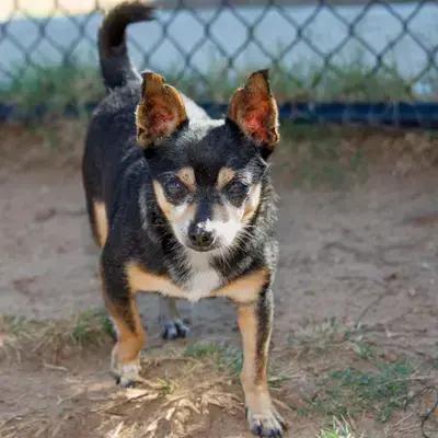 Fruit Cake, Adoptable, Adult Male Chihuahua.