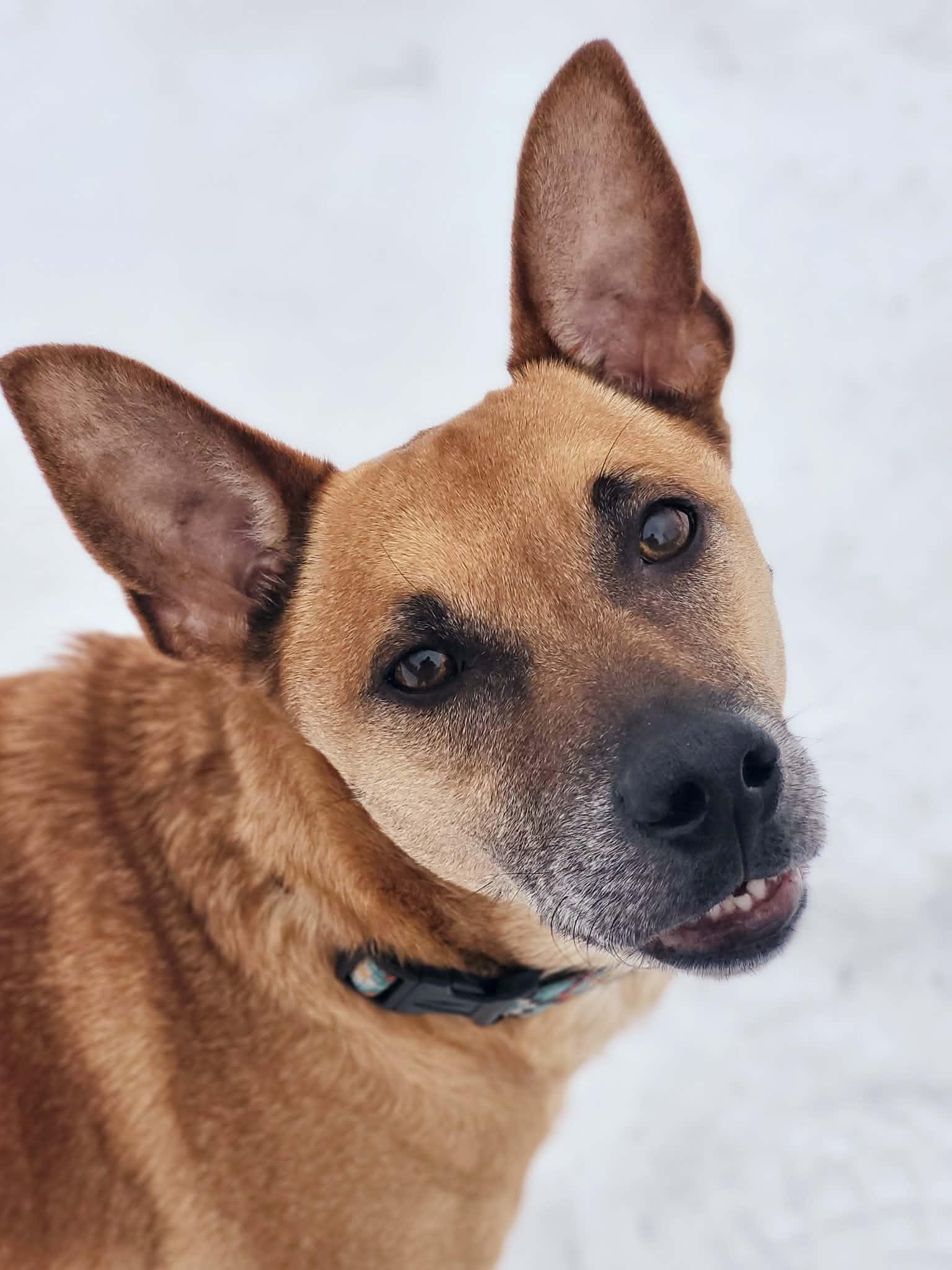 Enlarge Arman, an adopted mixed breed in St Stephen, NB image 1/4