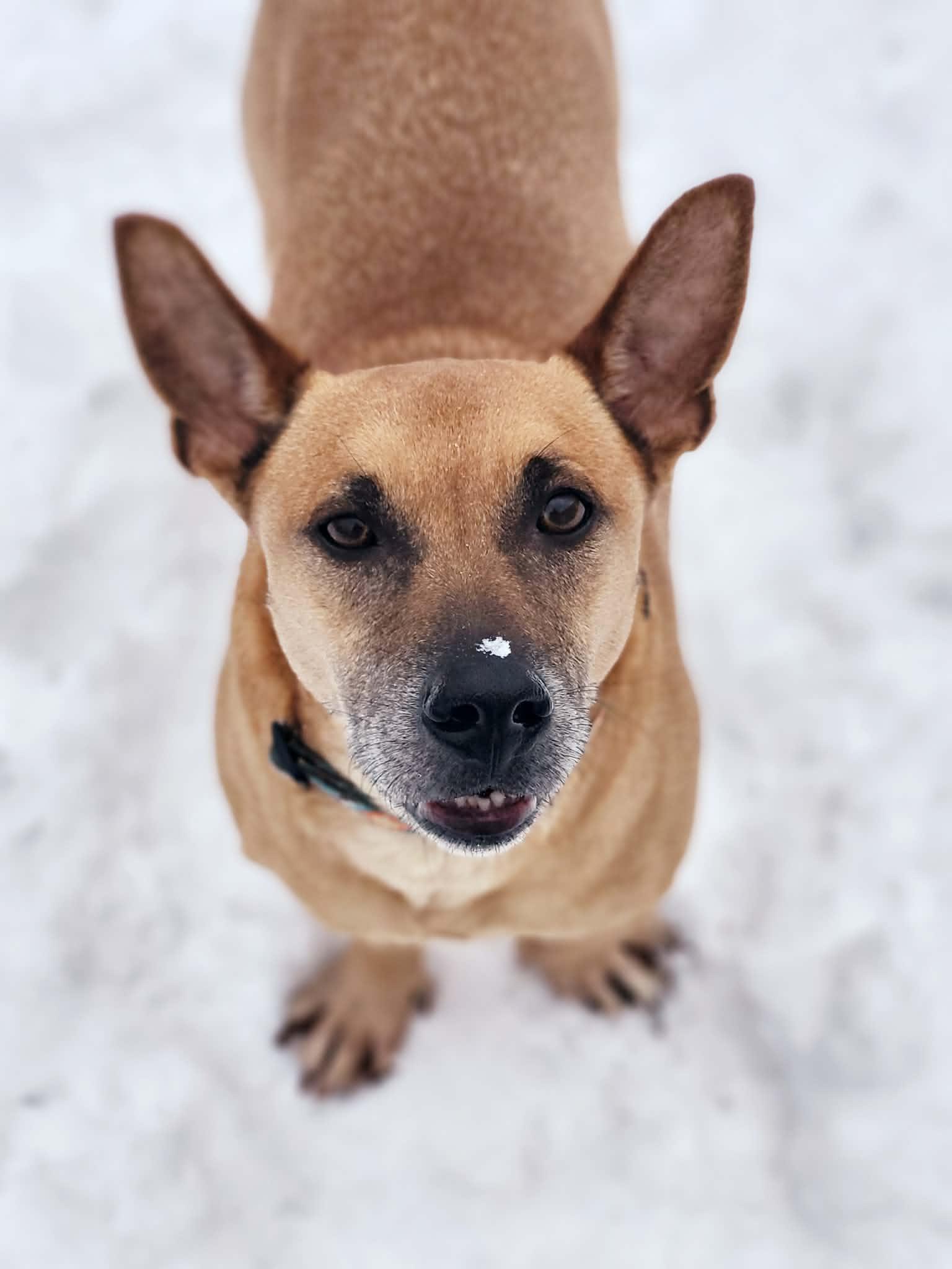 Enlarge Arman, an adopted mixed breed in St Stephen, NB image 2/4
