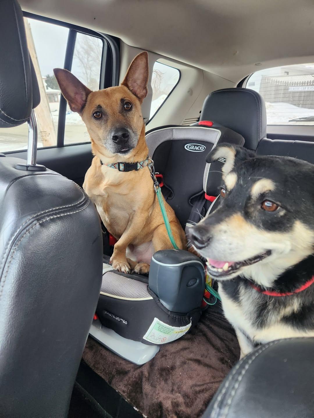 Enlarge Arman, an adopted mixed breed in St Stephen, NB image 4/4