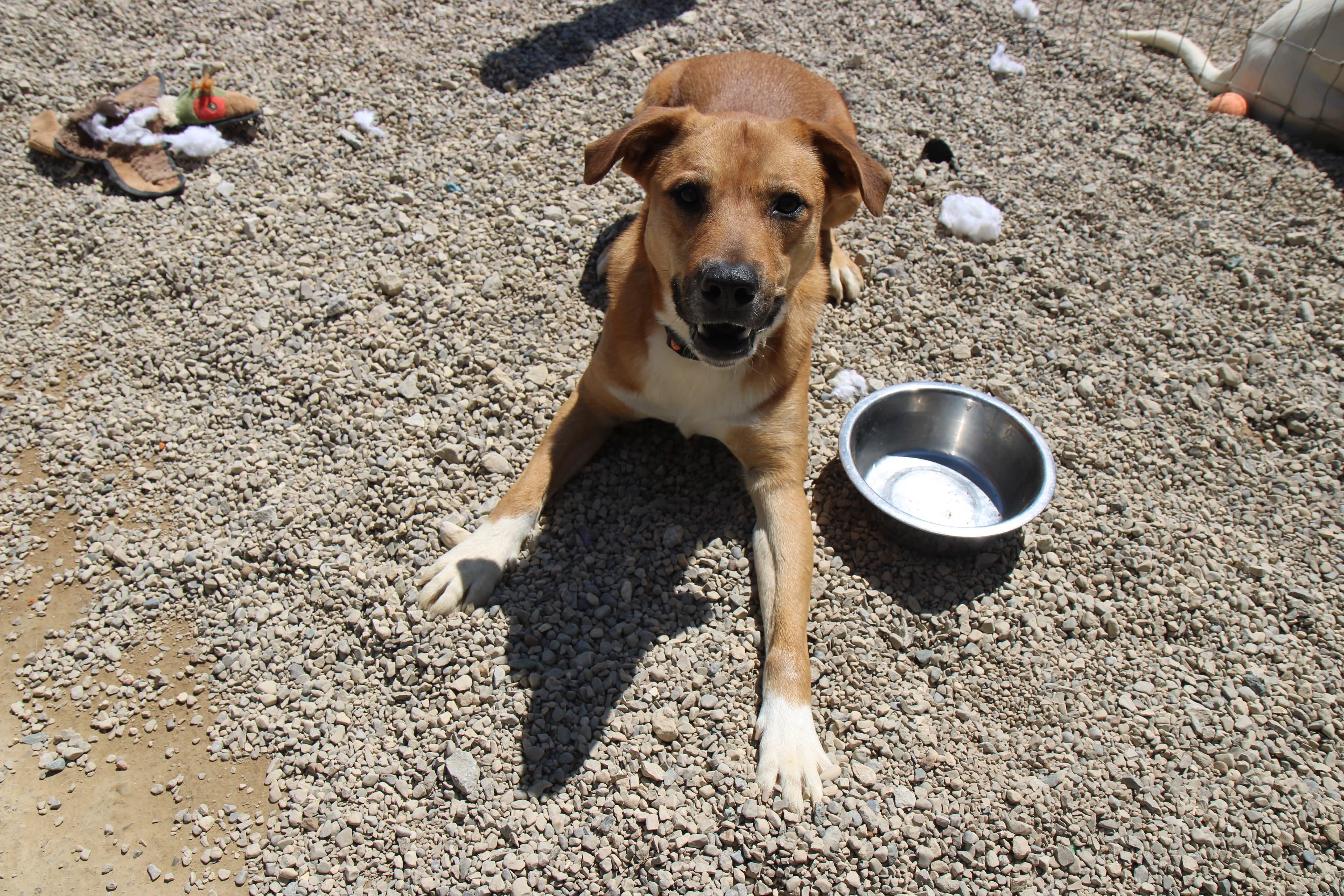 Bear, Adoptable, Adult Male Black Mouth Cur & Mixed Breed.