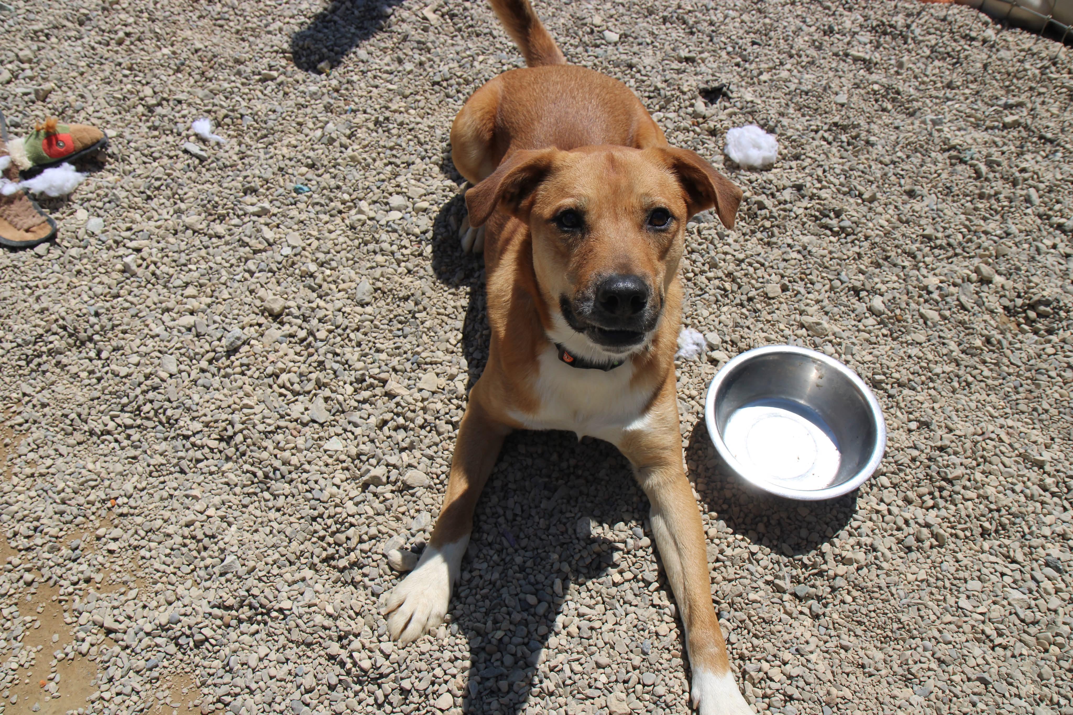 Enlarge Bear, a Adoptable mixed breed in Plain City, OH image 2/6