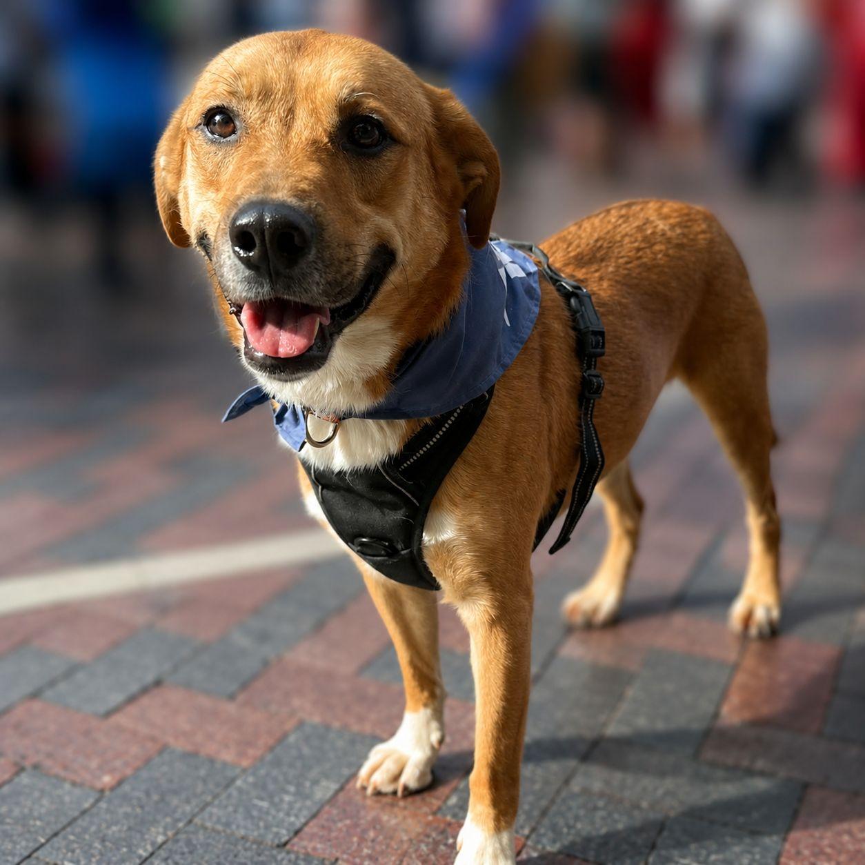 Enlarge Bear, a Adoptable mixed breed in Plain City, OH image 3/6