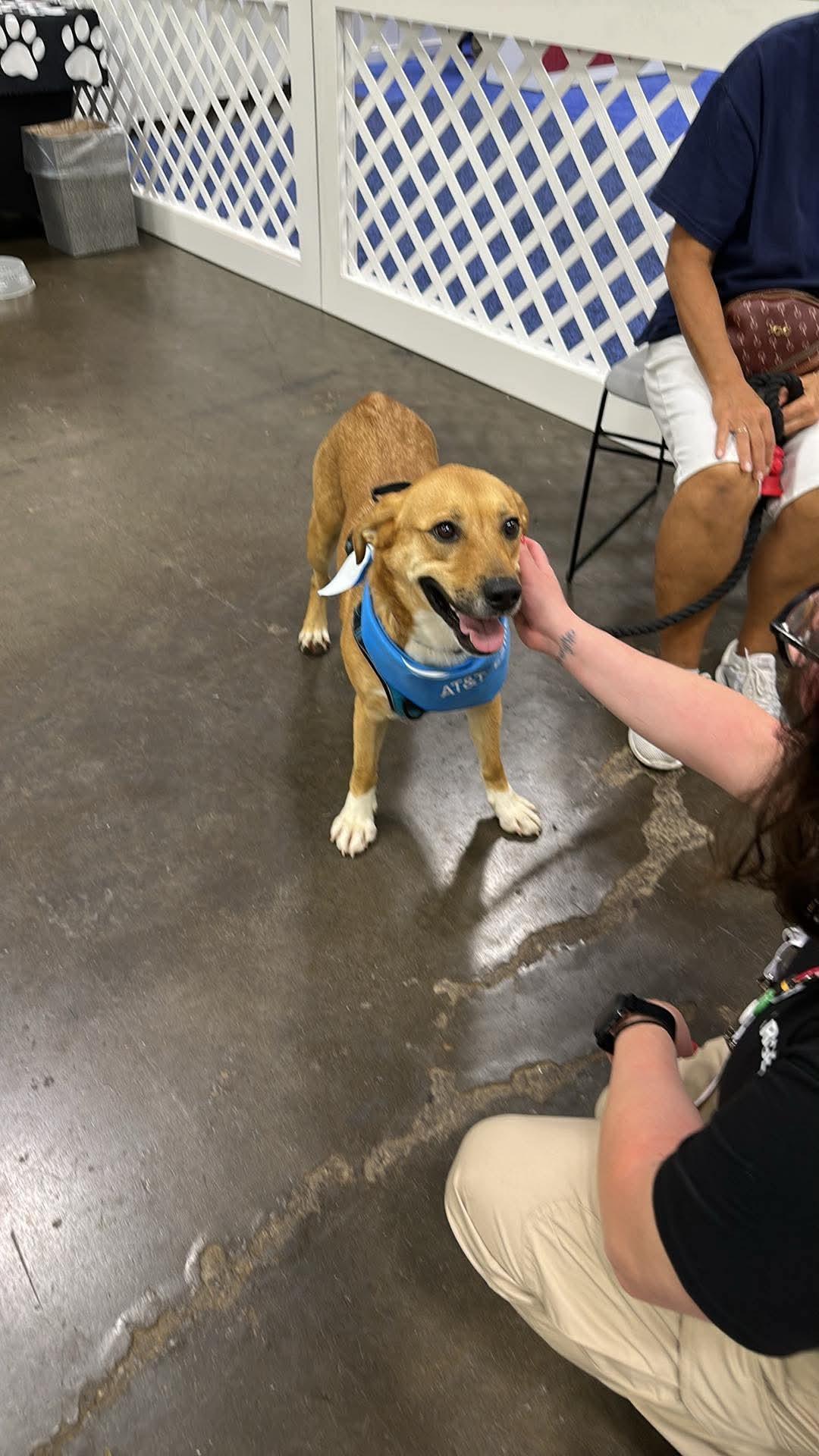 Enlarge Bear, a Adoptable mixed breed in Plain City, OH image 4/6