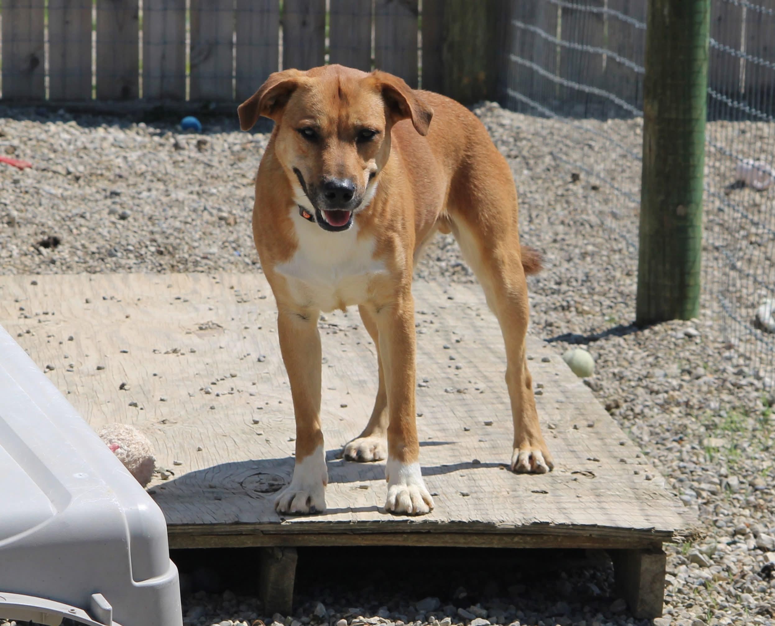 Enlarge Bear, a Adoptable mixed breed in Plain City, OH image 5/6