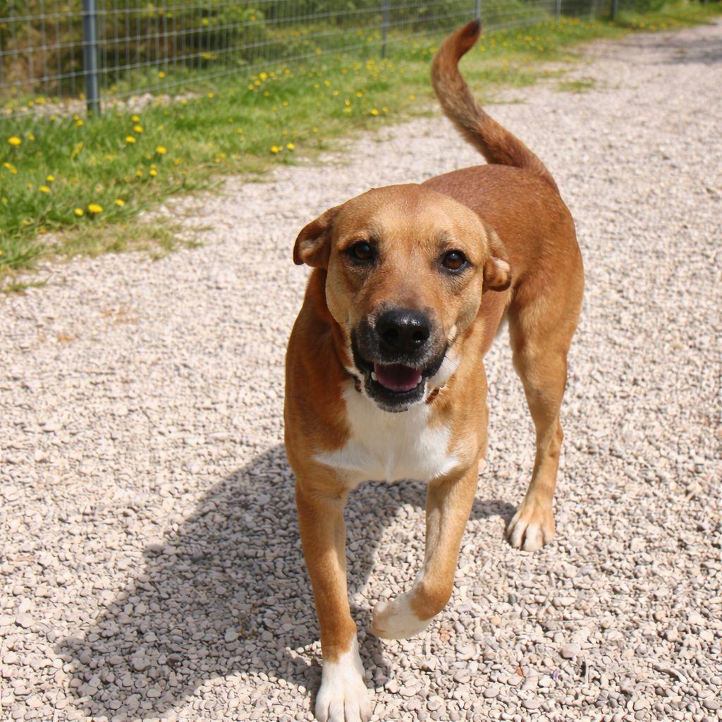 Enlarge Bear, a Adoptable mixed breed in Plain City, OH image 6/6