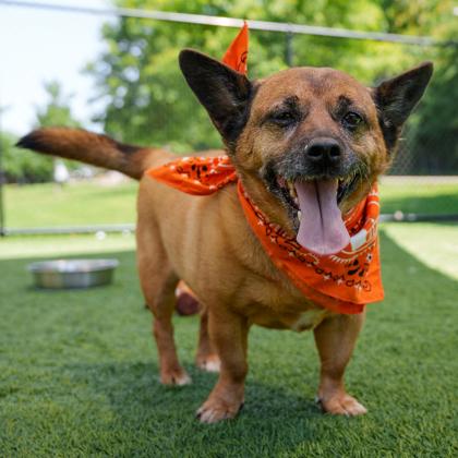 Enlarge Kylo, a Adoptable mixed breed in Atlanta, GA image 2/3