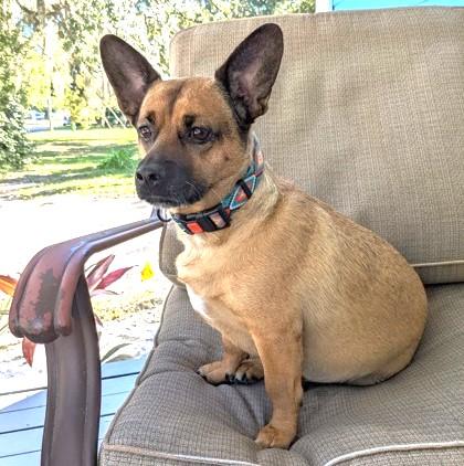 Enlarge Kylo, a Adoptable mixed breed in Atlanta, GA image 3/3