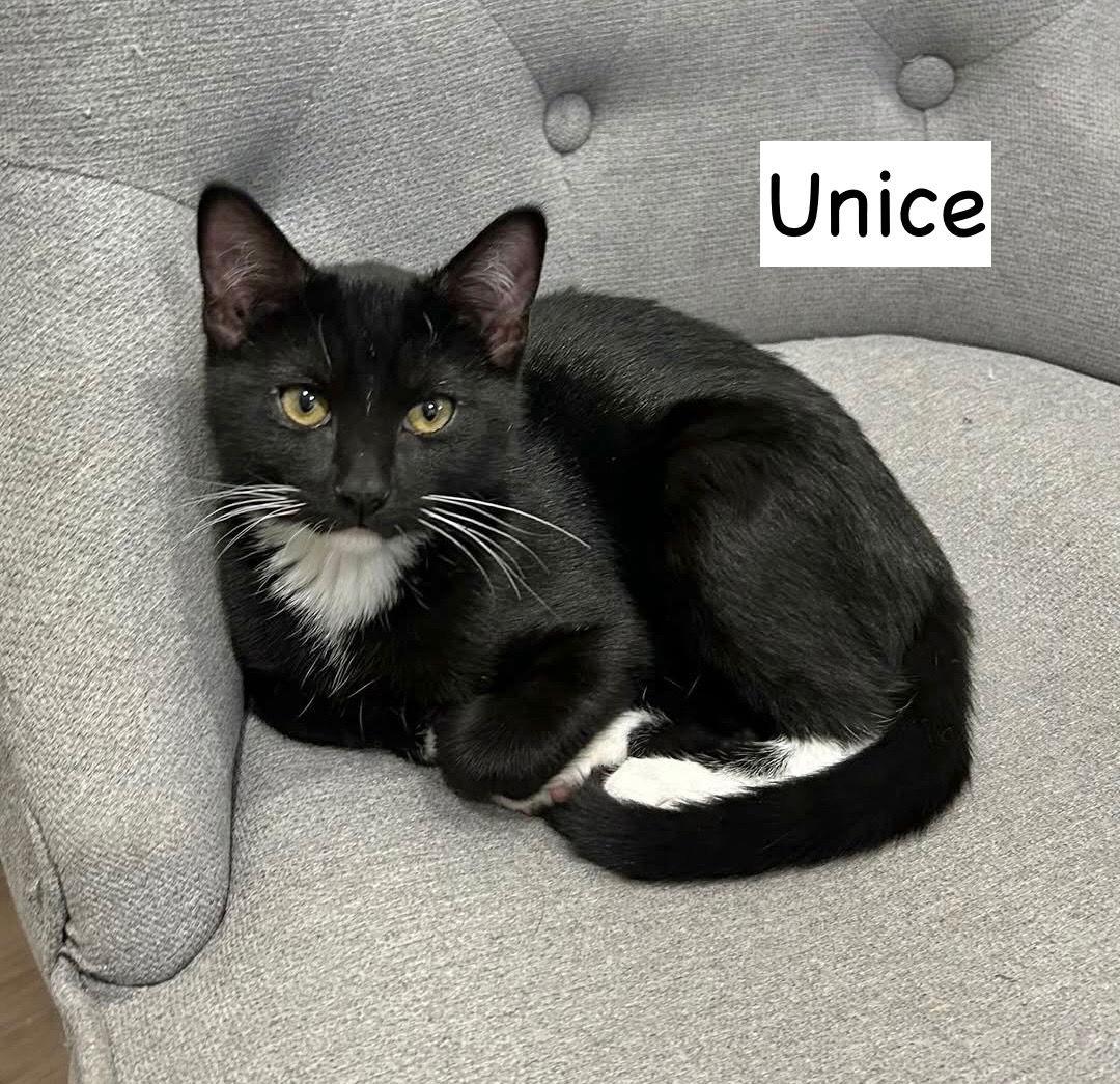 Cat-Unice, a Adoptable Domestic Short Hair in GILBERTS, IL image 1/3