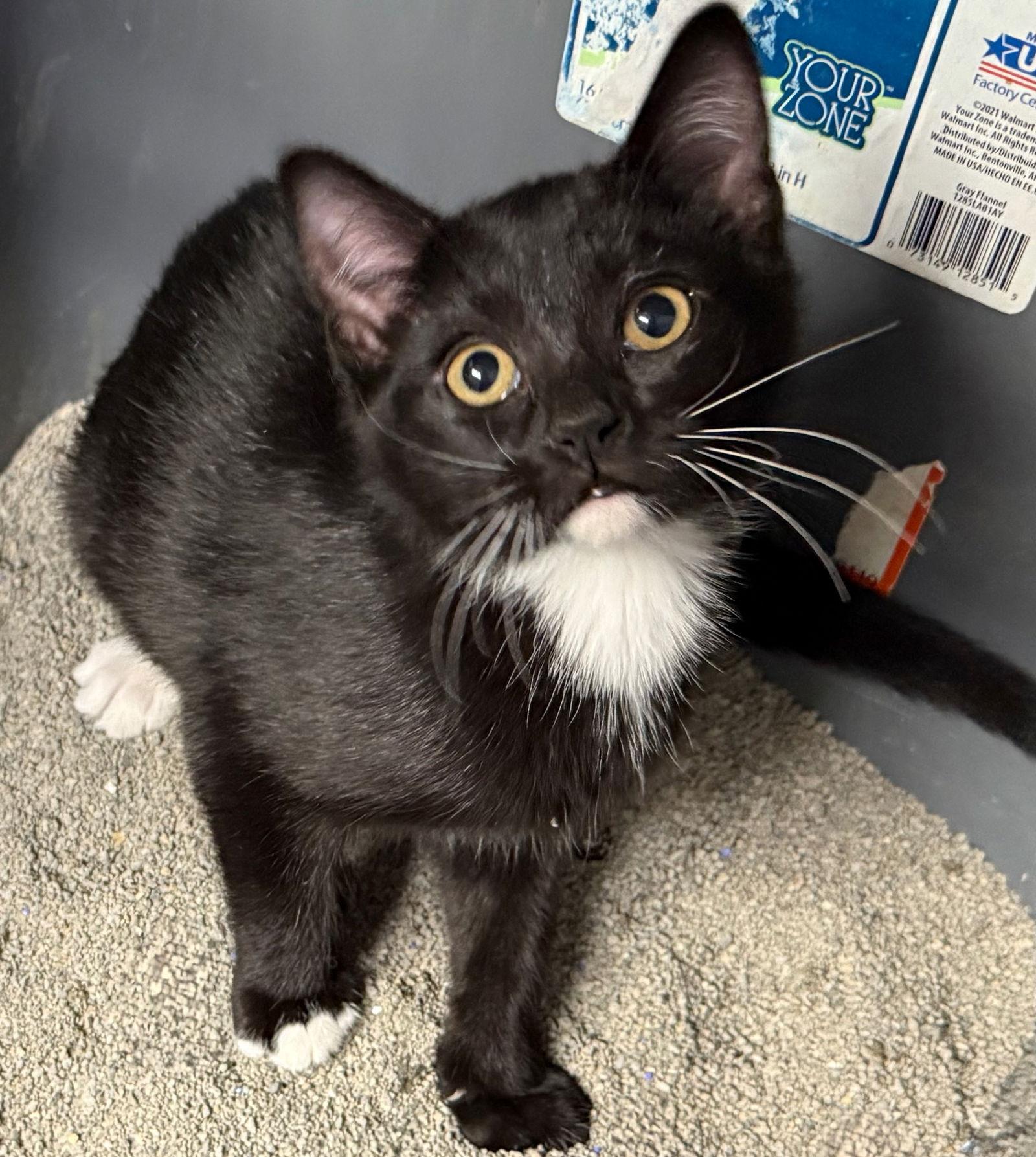 Cat-Unice, a Adoptable Domestic Short Hair in GILBERTS, IL image 2/3