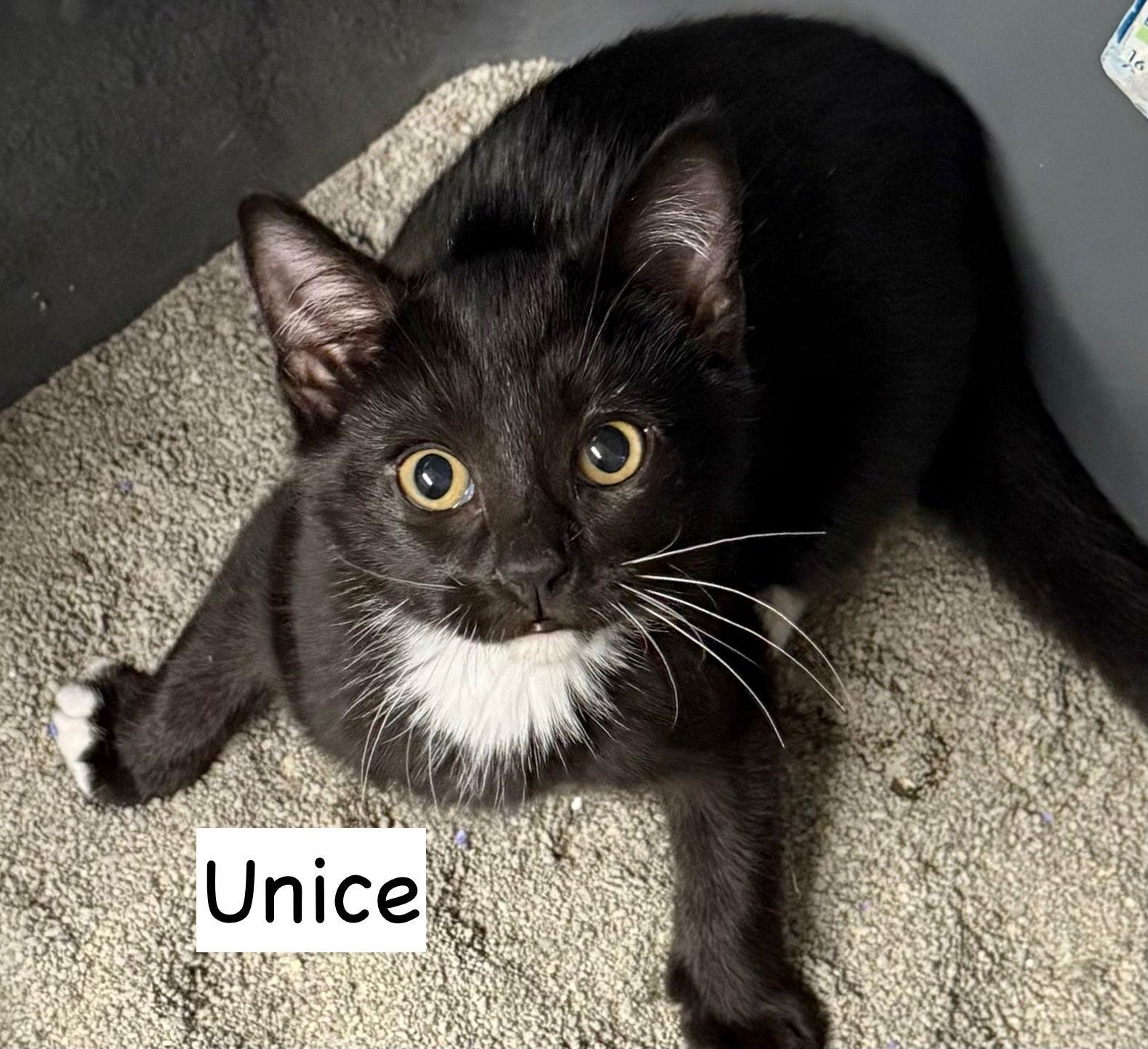 Enlarge Cat-Unice, a Adoptable Domestic Short Hair in GILBERTS, IL image 3/3