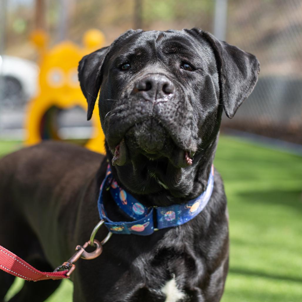 Onyx, Adoptable, Adult Female Cane Corso.