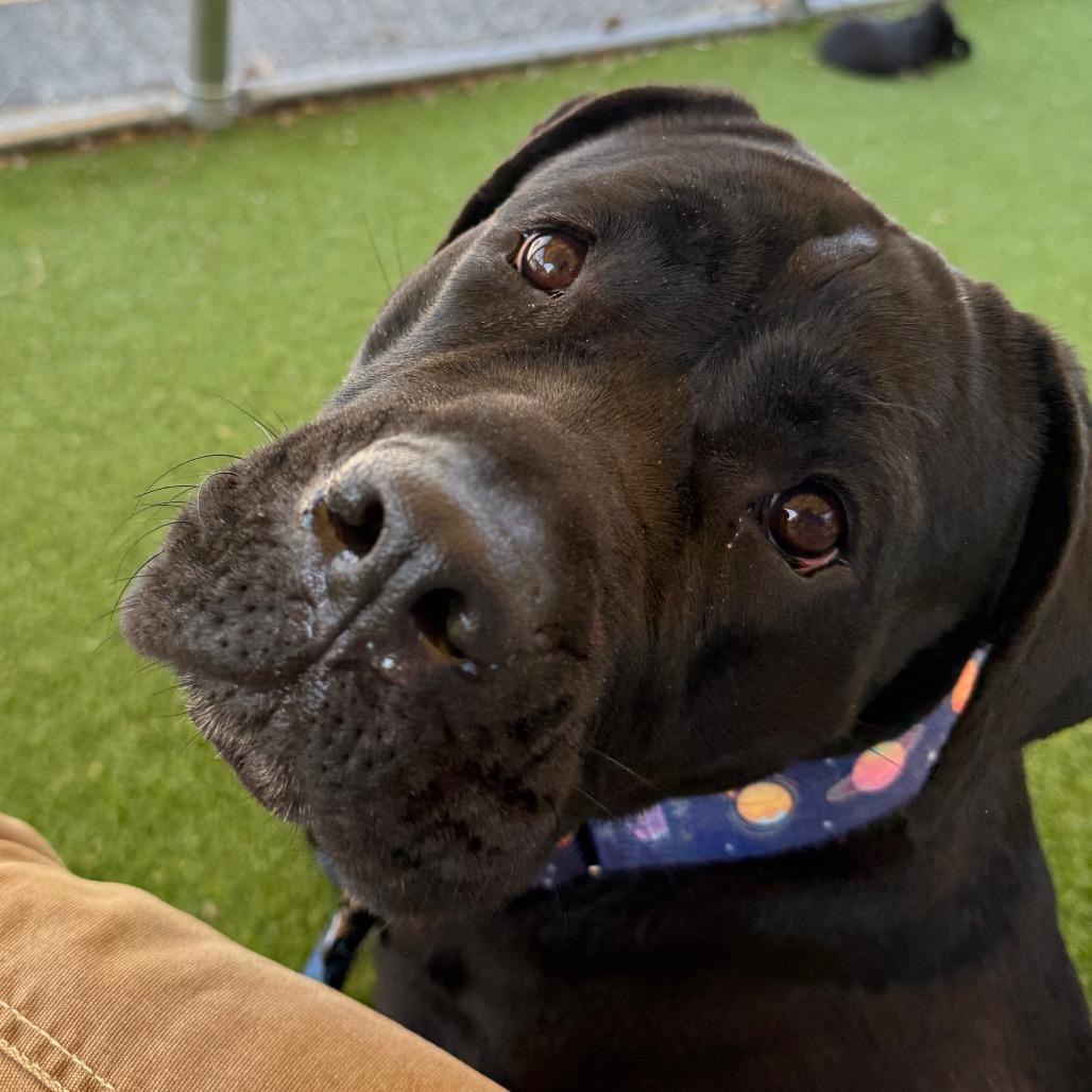 Enlarge Onyx, a Adoptable Cane Corso in Warwick, RI image 2/5