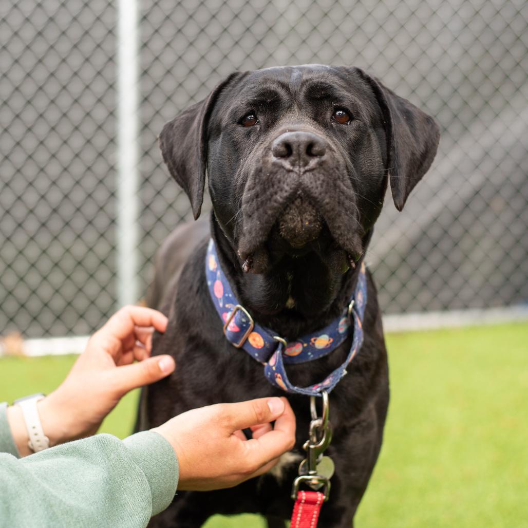 Enlarge Onyx, a Adoptable Cane Corso in Warwick, RI image 3/5