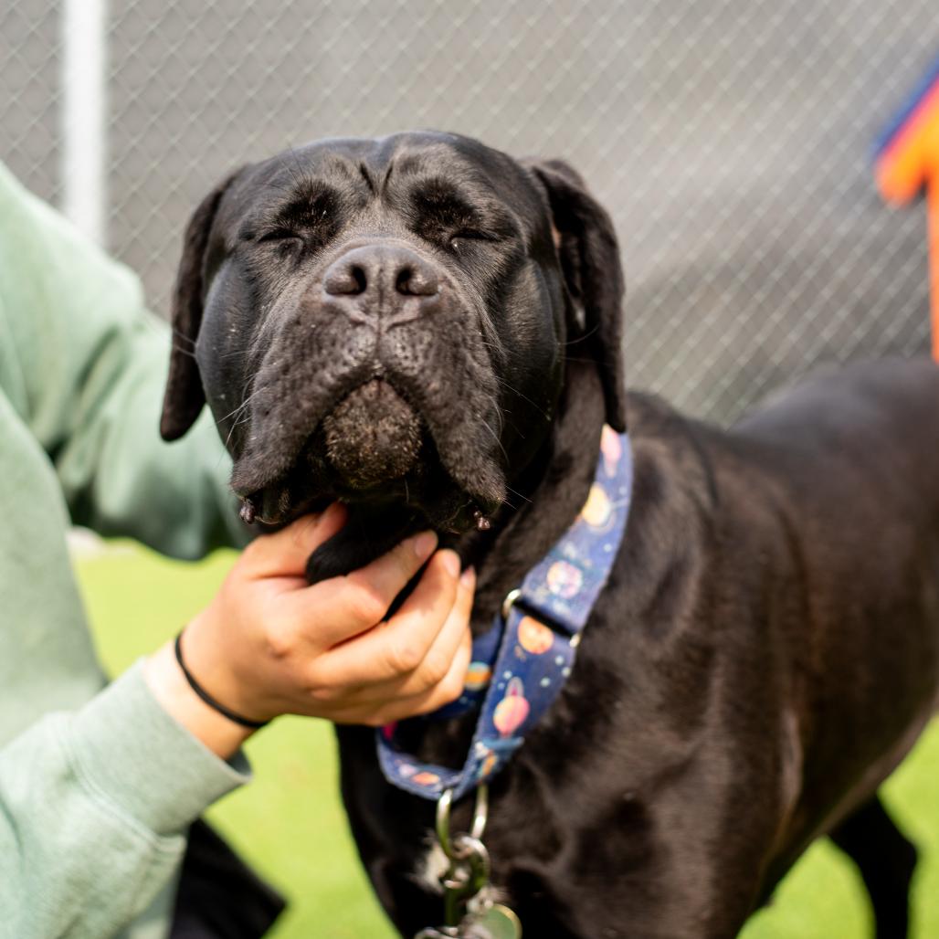 Enlarge Onyx, a Adoptable Cane Corso in Warwick, RI image 4/5