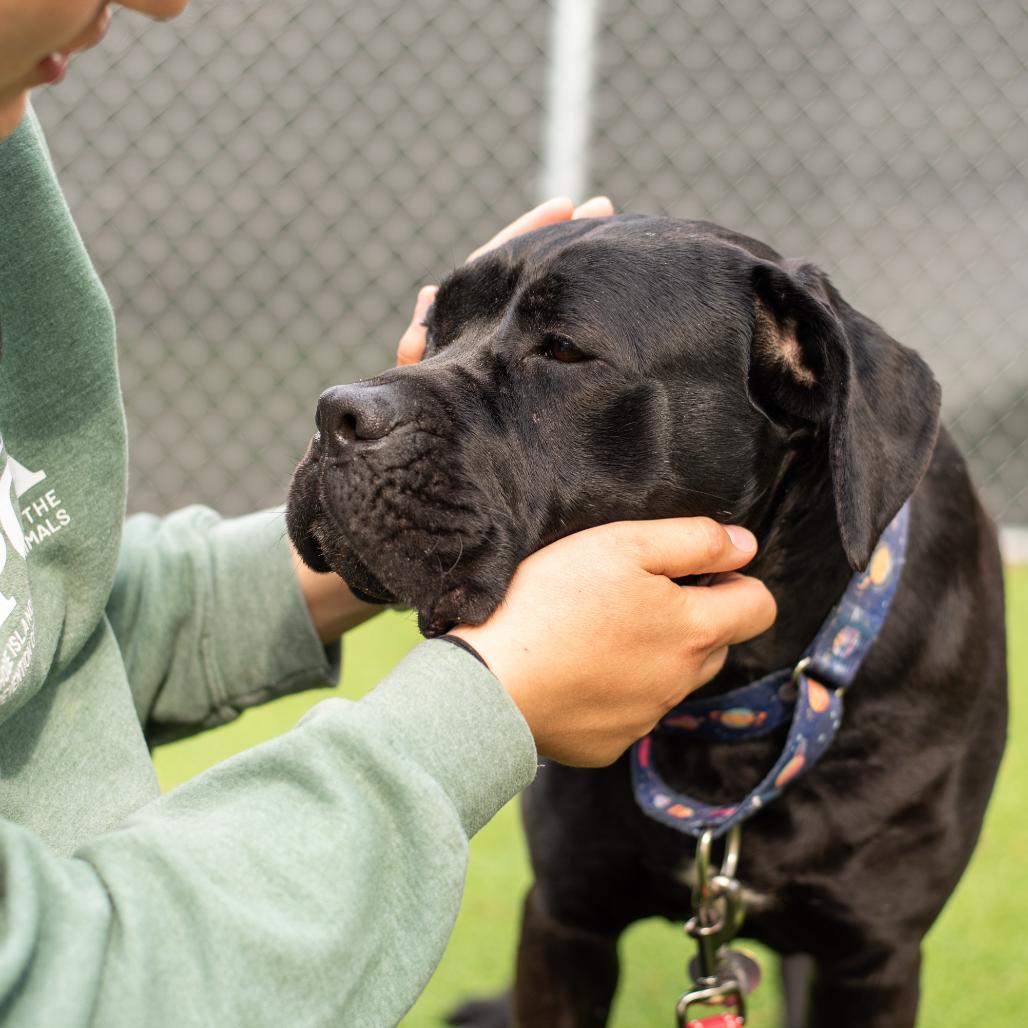 Enlarge Onyx, a Adoptable Cane Corso in Warwick, RI image 5/5