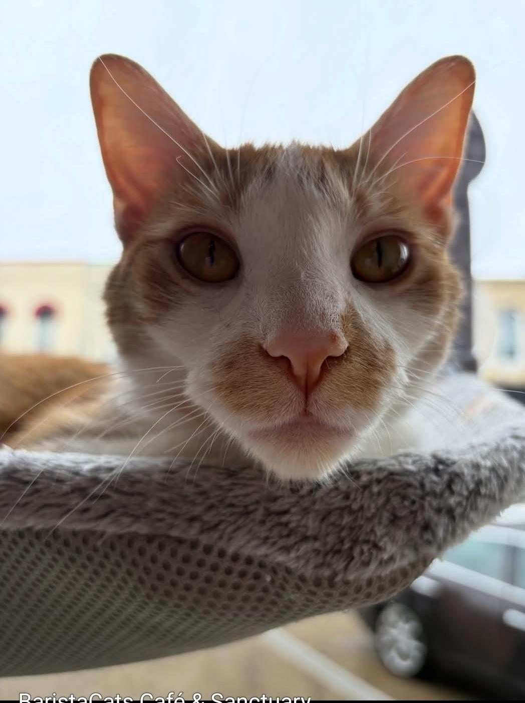 Enlarge Peter , a ADOPTABLE Domestic Short Hair in Whitewater, WI image 2/3