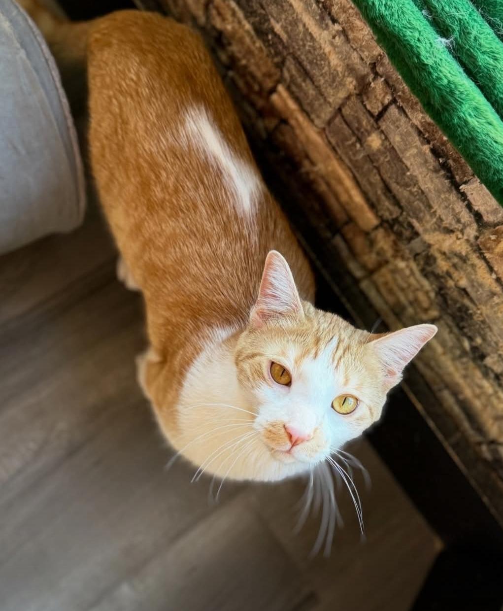 Enlarge Peter , a ADOPTABLE Domestic Short Hair in Whitewater, WI image 3/3