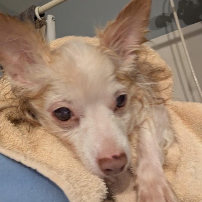 Enlarge Sprite, a Adoptable Chihuahua in Romeoville, IL image 2/2