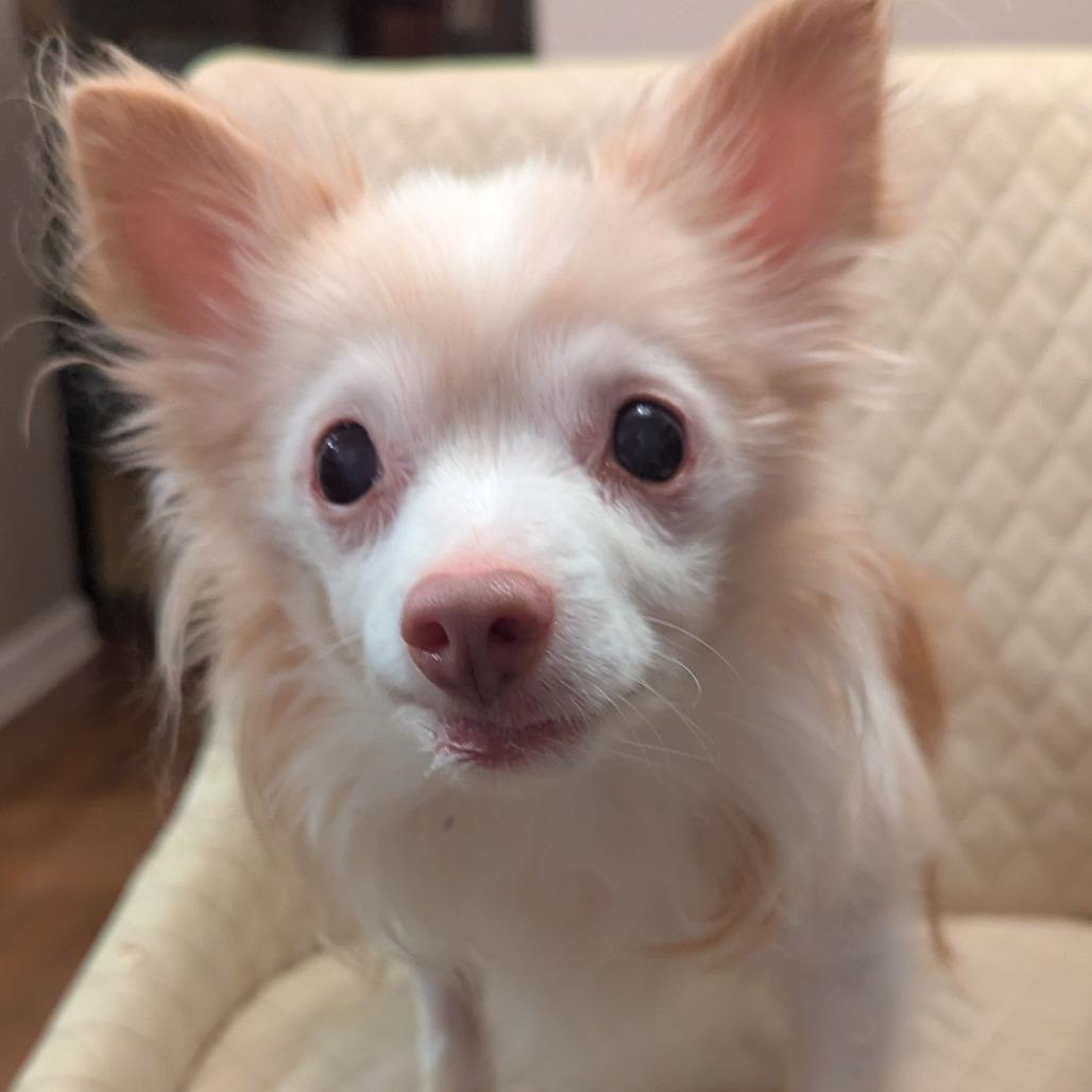 Sprite, Adoptable, Senior Male Chihuahua.