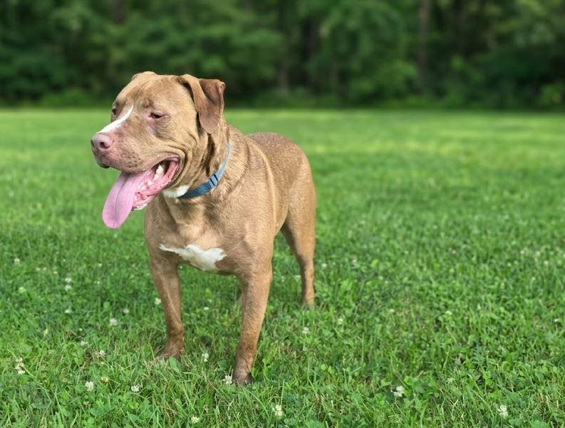 Red, Adoptable, Adult Male Pit Bull Terrier.
