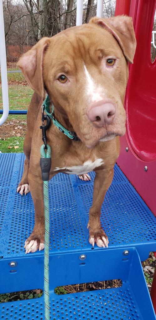 Enlarge Red, a Adoptable mixed breed in Waverly, NY image 3/6