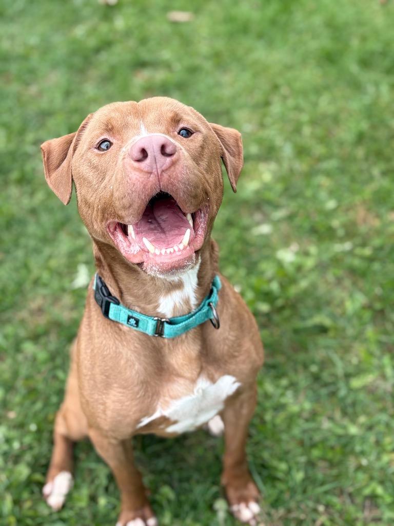Enlarge Red, a Adoptable mixed breed in Waverly, NY image 4/6