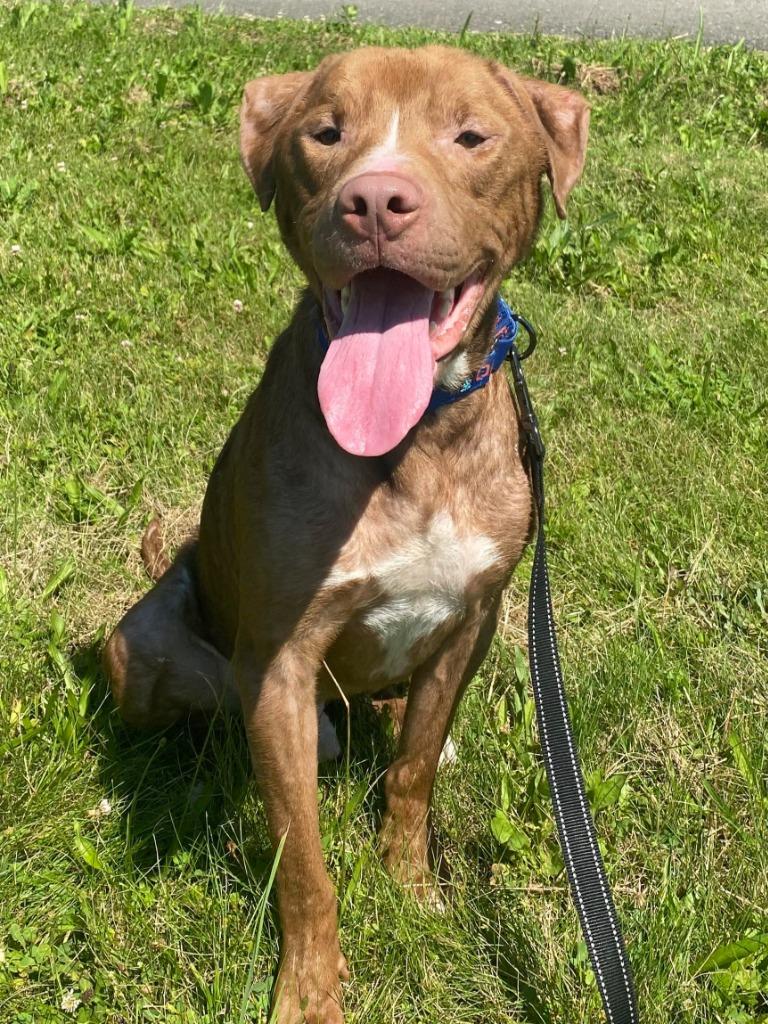 Enlarge Red, a Adoptable mixed breed in Waverly, NY image 6/6