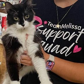 Enlarge Ursela, a Adoptable Domestic Medium Hair in Granby, MO image 1/1