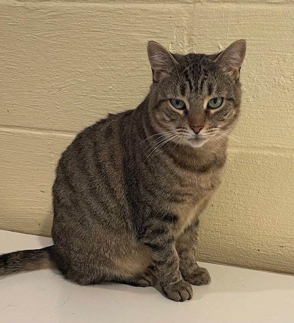 Tidy (LE), Adoptable, Adult Female Domestic Short Hair.