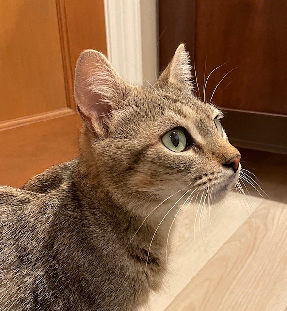 Tidy (LE), a Adoptable Domestic Short Hair in Little Falls, NJ image 4/5