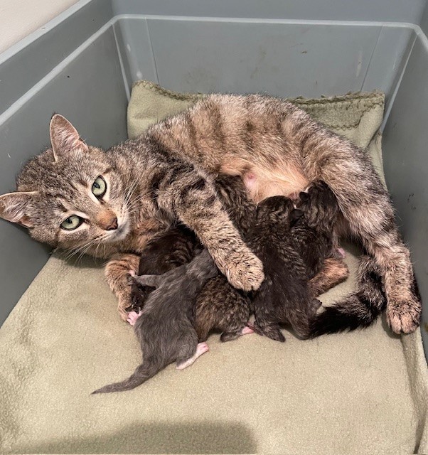 Tidy (LE), a Adoptable Domestic Short Hair in Little Falls, NJ image 5/5