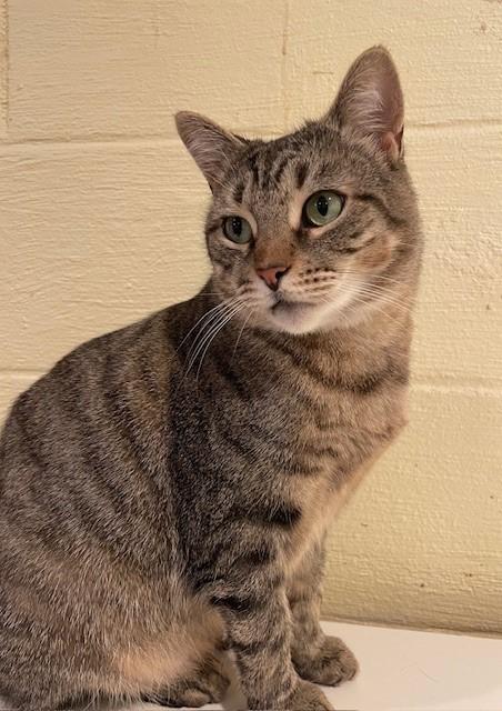 Tidy (LE), a Adoptable Domestic Short Hair in Little Falls, NJ image 3/5