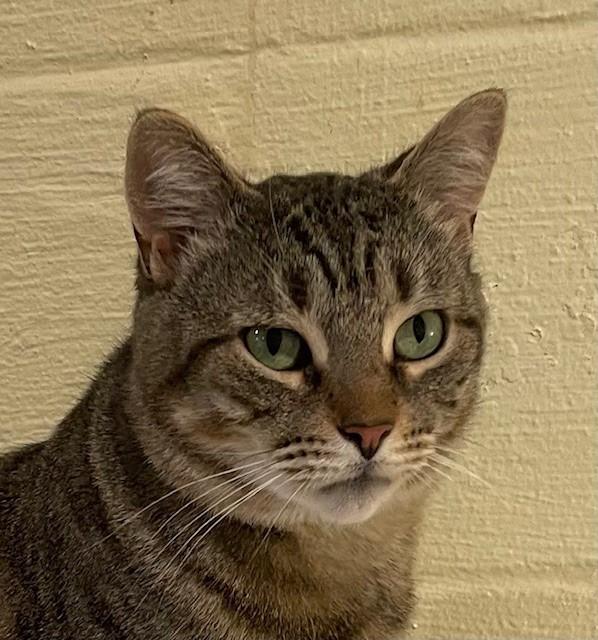 Tidy (LE), a Adoptable Domestic Short Hair in Little Falls, NJ image 1/5