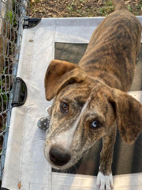 Enlarge Ducky, an adopted mixed breed in Palatka, FL image 1/4