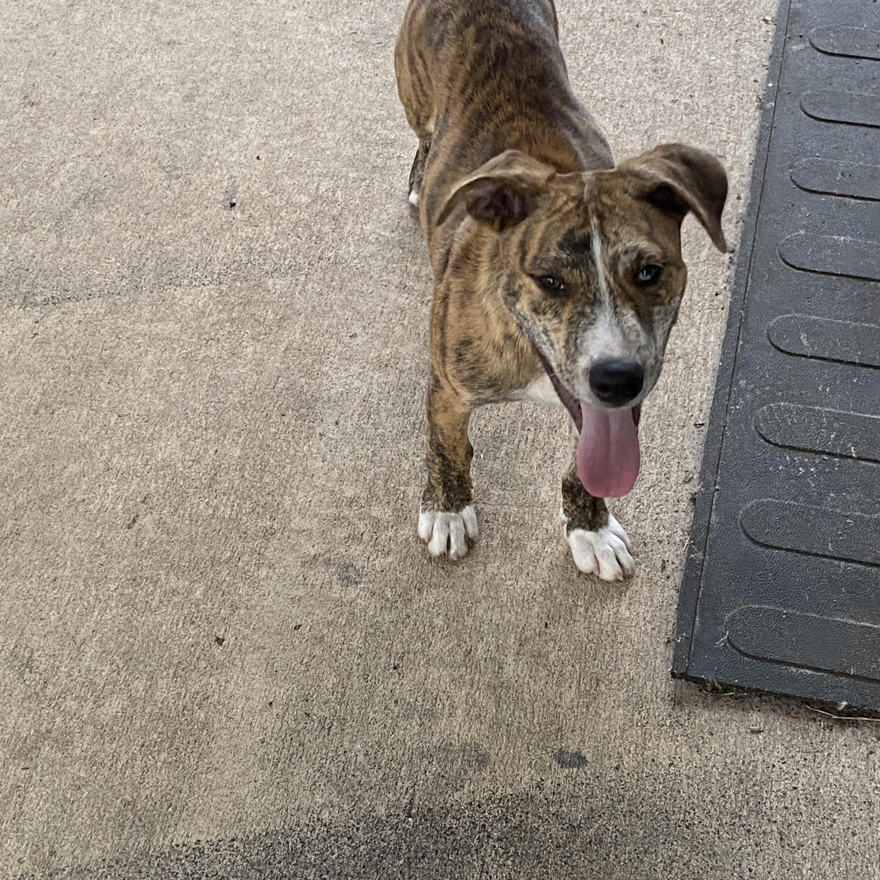 Enlarge Ducky, an adopted mixed breed in Palatka, FL image 4/4