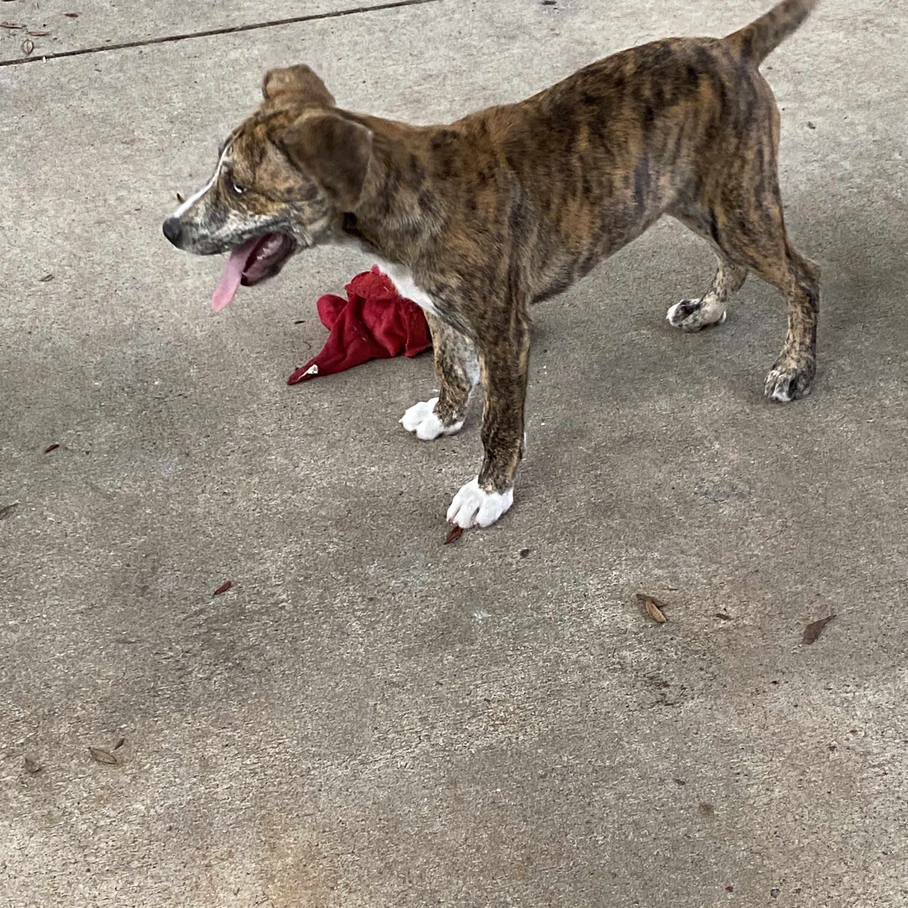 Enlarge Ducky, an adopted mixed breed in Palatka, FL image 2/4