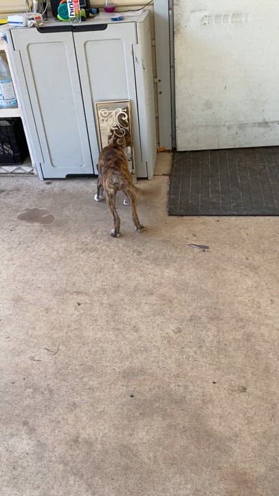 Enlarge Ducky, an adopted mixed breed in Palatka, FL video 3/4