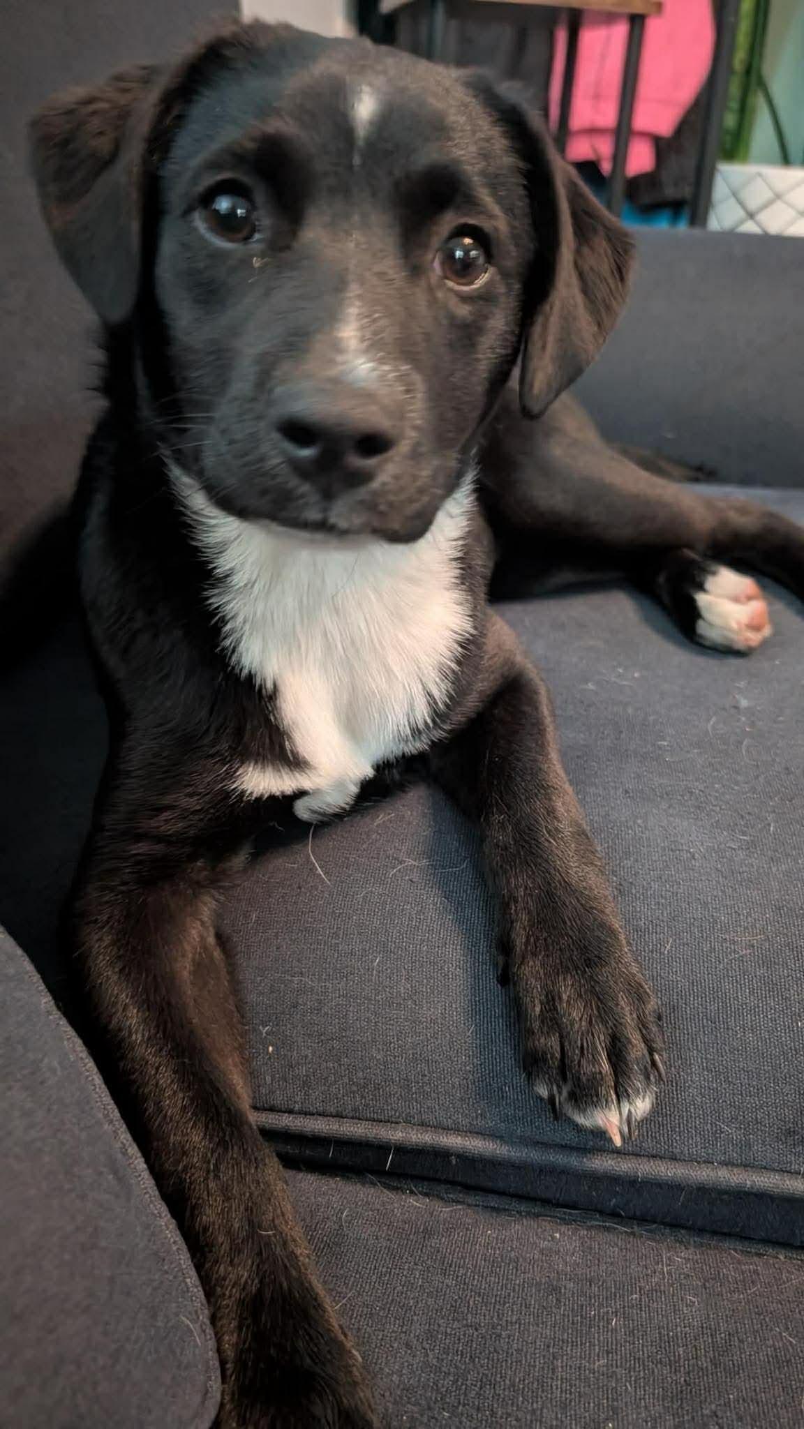 Enlarge Bonnie, a Adoptable mixed breed in Warwick, RI image 5/5