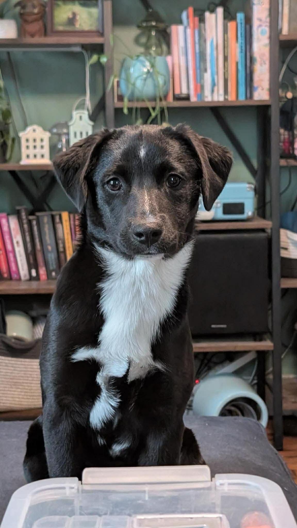 Bonnie, Adoptable, Puppy Female Beagle.