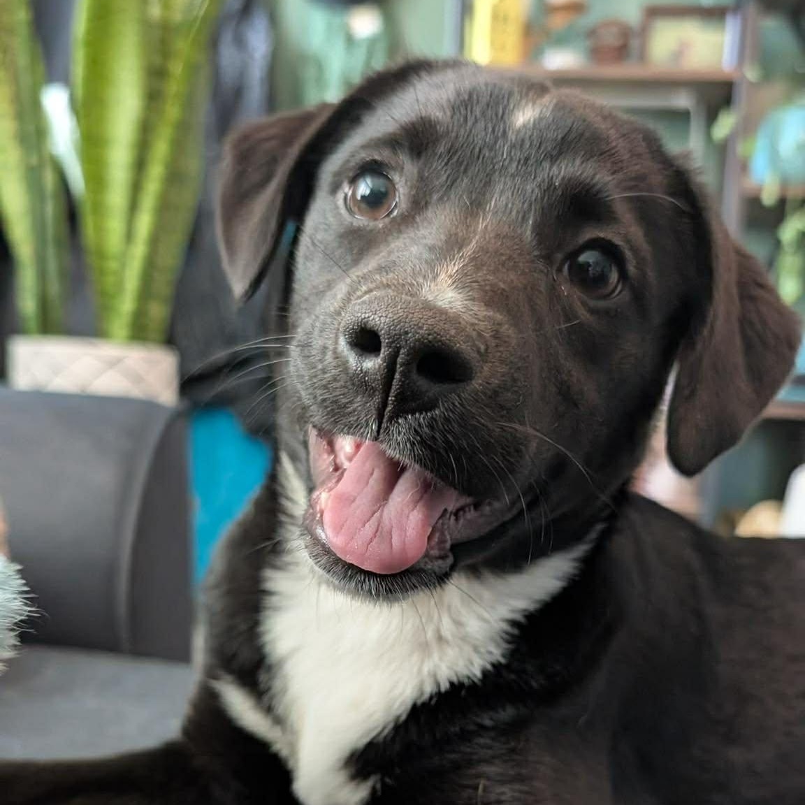 Enlarge Bonnie, a Adoptable mixed breed in Warwick, RI image 2/5