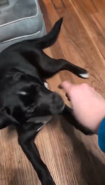 Enlarge Bonnie, a Adoptable mixed breed in Warwick, RI video 4/5
