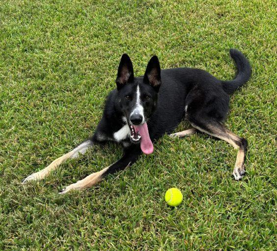 Enlarge Champ, a Adoptable mixed breed in San Leon, TX image 3/6