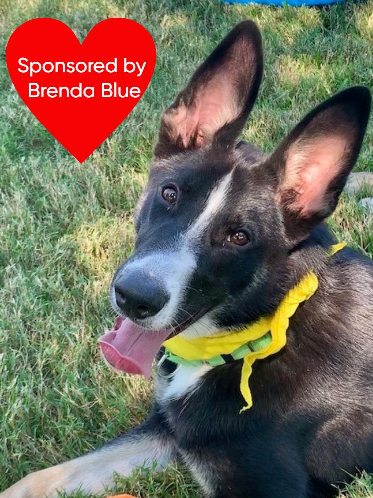 Enlarge Champ, a Adoptable mixed breed in San Leon, TX image 4/6