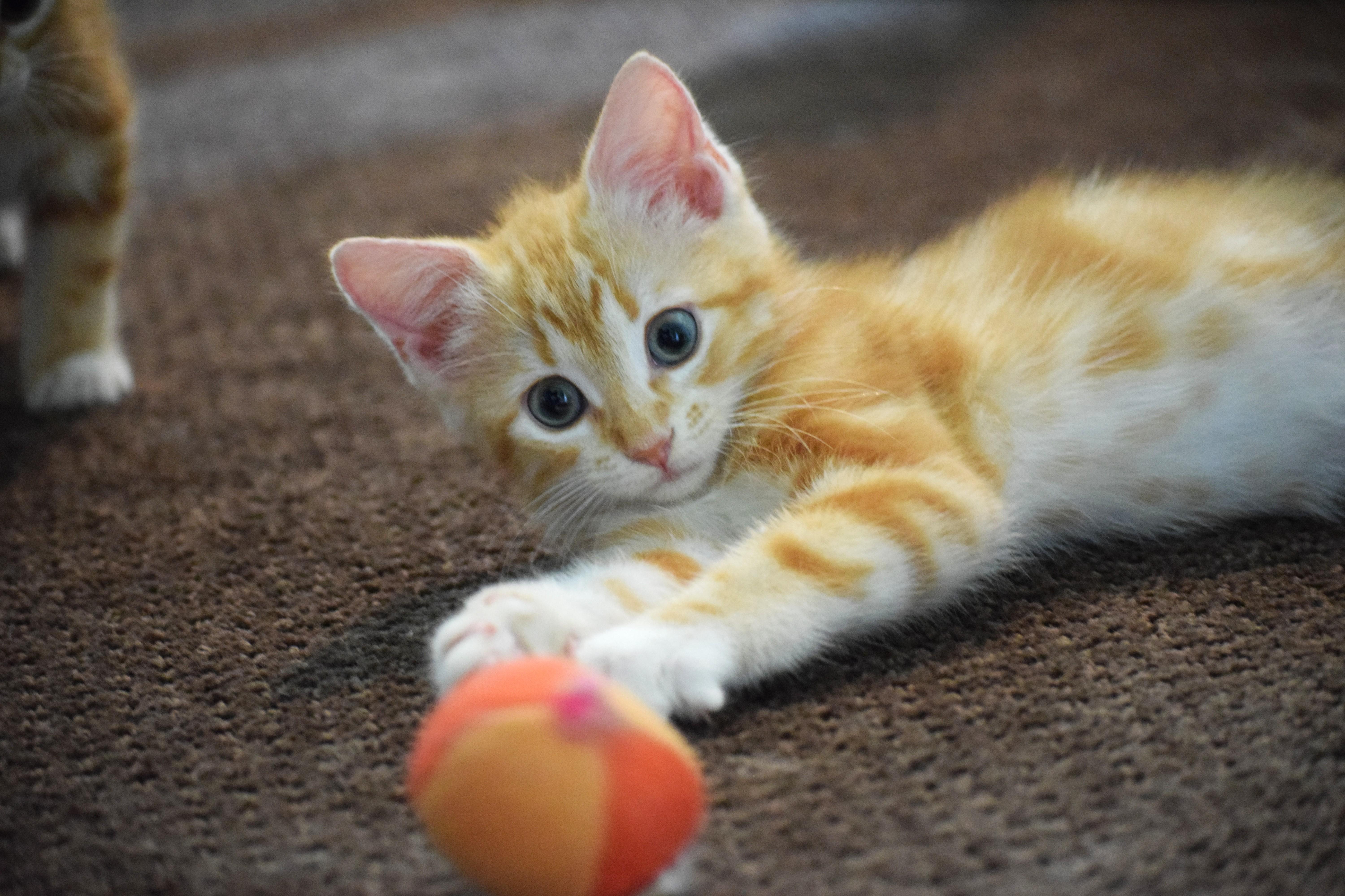 Tigger thumbnail 3