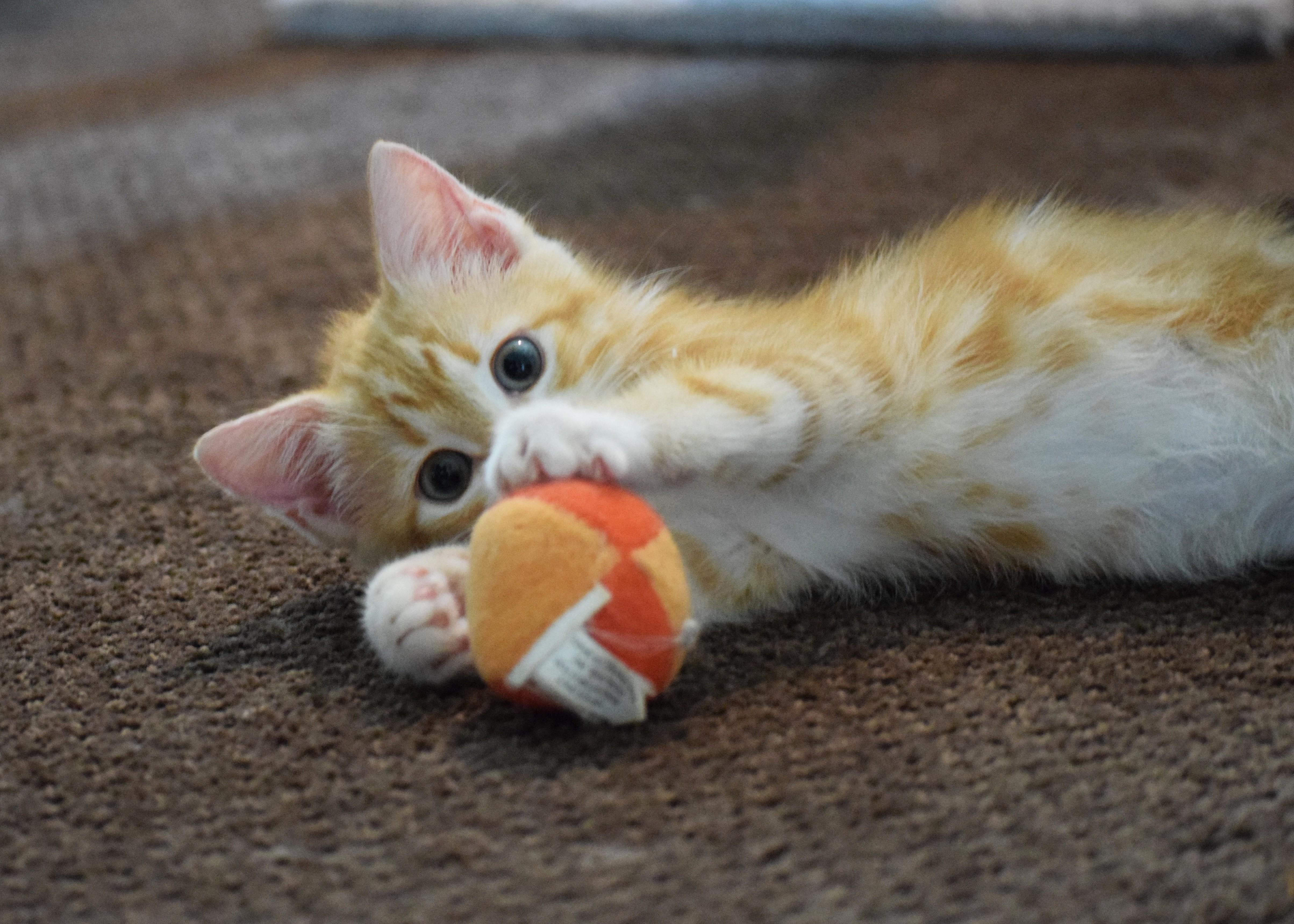 Tigger thumbnail 2