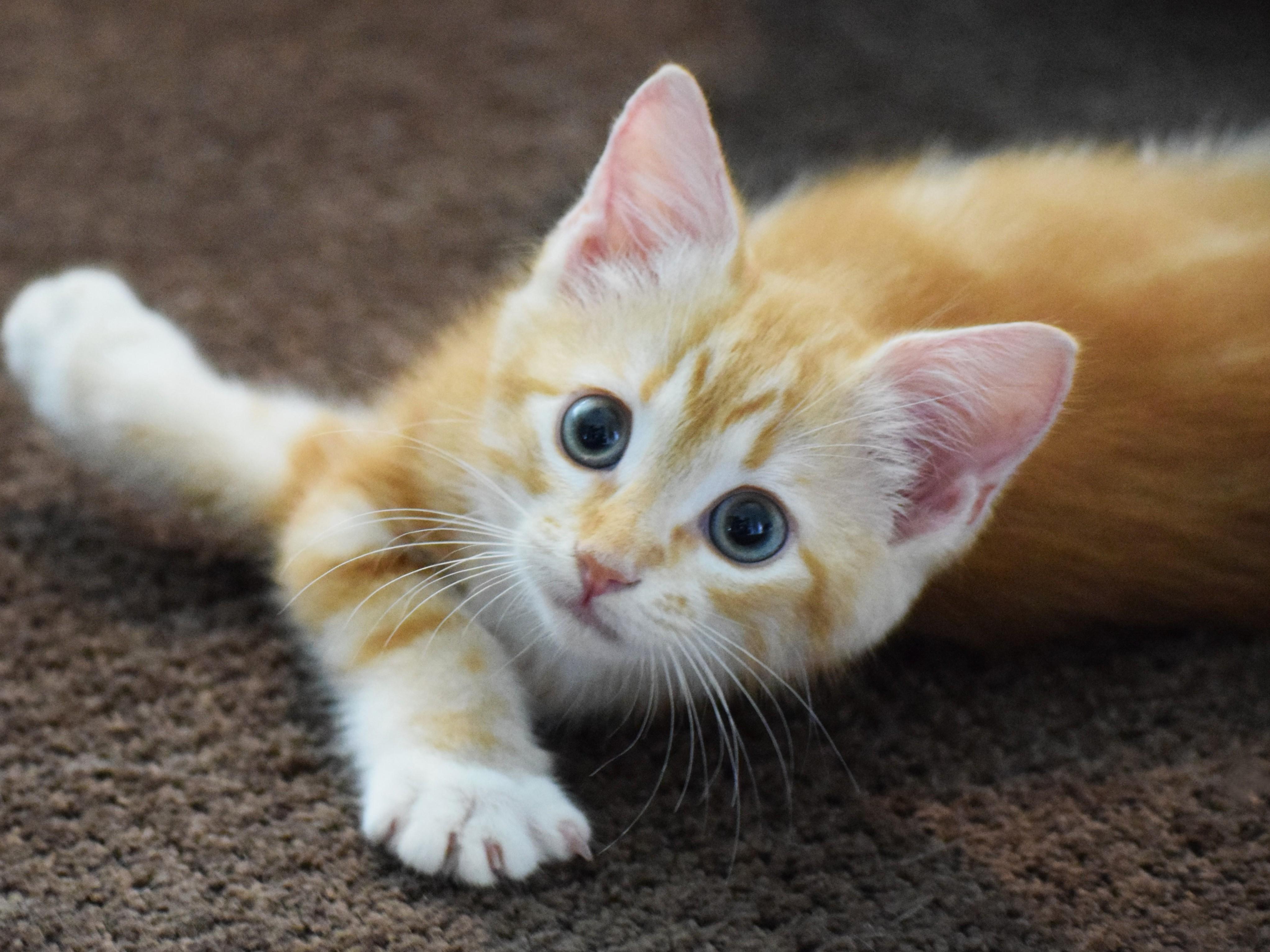 Tigger