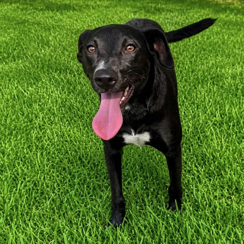Velma, Adoptable, Young Female Labrador Retriever.