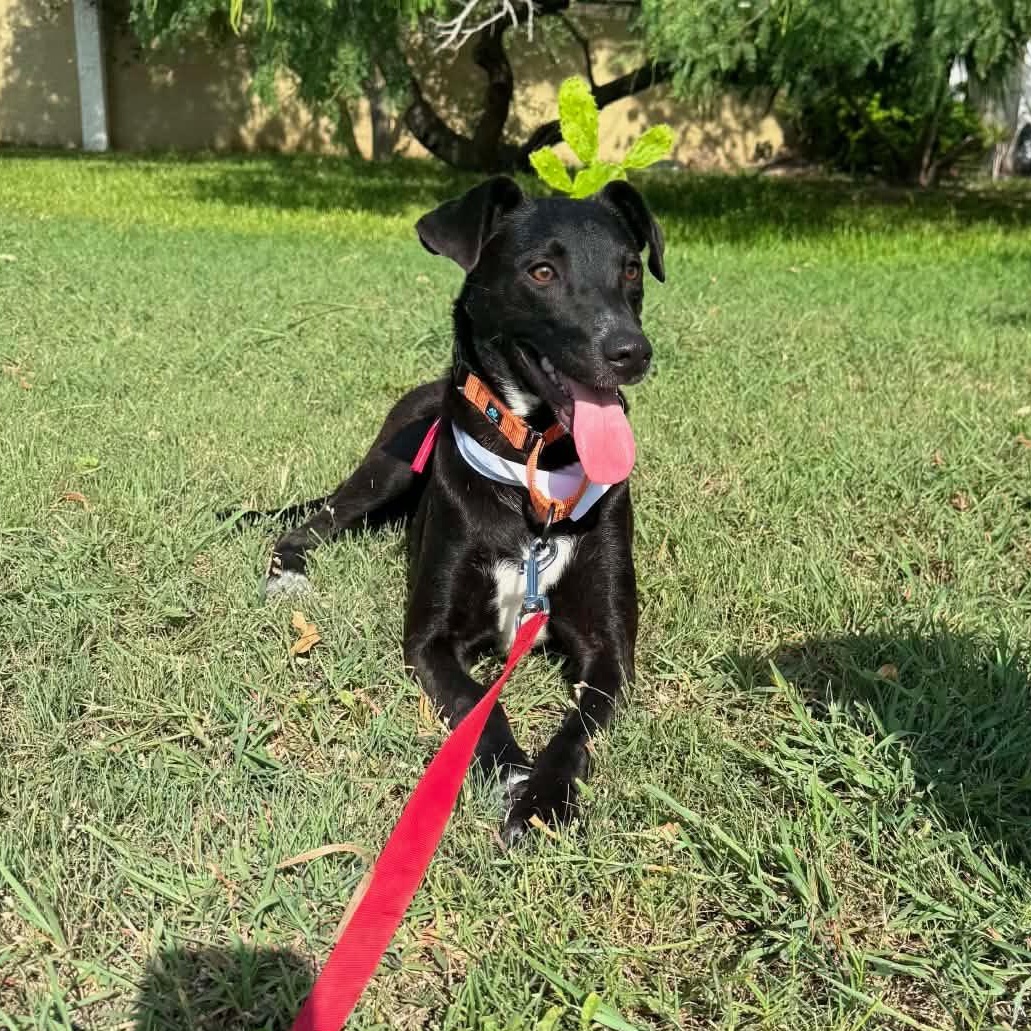 Enlarge Velma, a Adoptable Labrador Retriever in Minneapolis , MN image 2/2