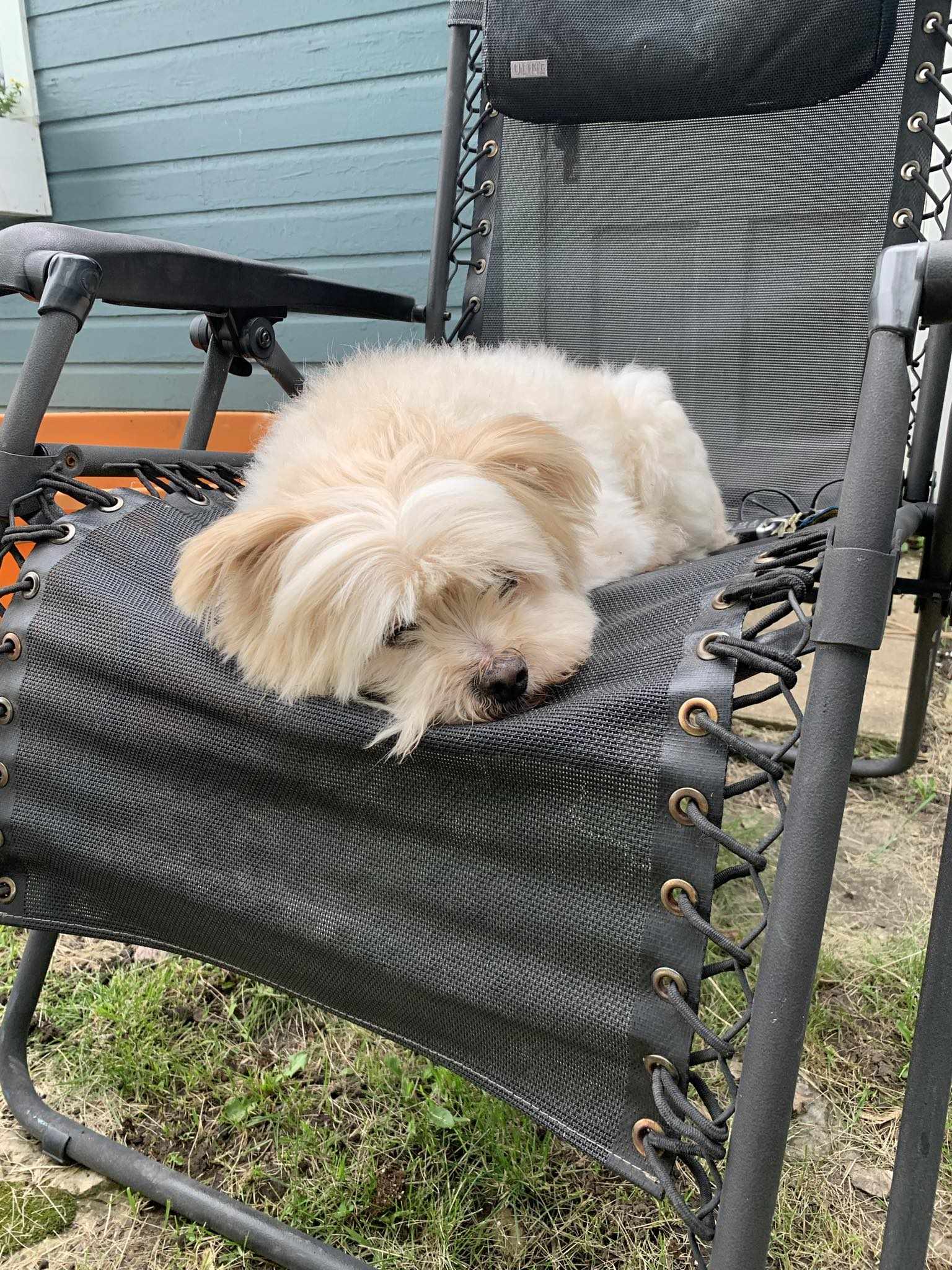 Dog for adoption Kingston, a Terrier Mix in Whitewater, WI Petfinder